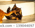 A black and orange kitten is grooming its fur. 139044097