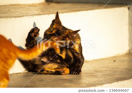 A black and orange kitten is grooming its fur. 139044097