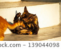 A black and orange kitten is grooming its fur. 139044098