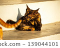 A black and orange kitten is grooming its fur. 139044101