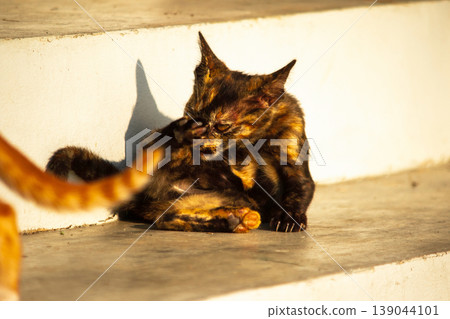 A black and orange kitten is grooming its fur. 139044101