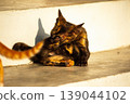 A black and orange kitten is grooming its fur. 139044102