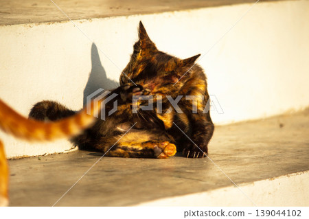 A black and orange kitten is grooming its fur. 139044102