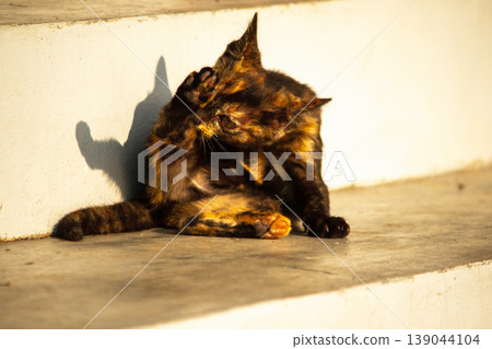 A black and orange kitten is grooming its fur. 139044104