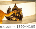 A black and orange kitten is grooming its fur. 139044105