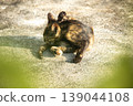 A black and orange kitten is grooming its fur. 139044108