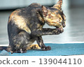 A black and orange kitten is grooming its fur. 139044110