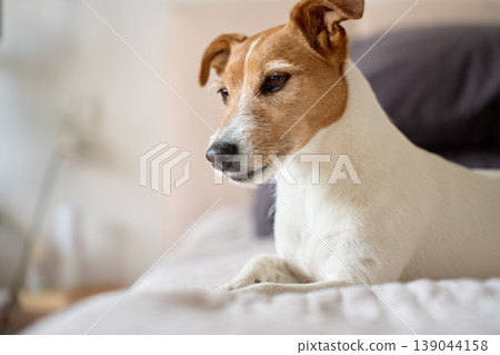 Small dog lying on bed in bedroom interior Small dog lying on bed in bedroom interior 139044158