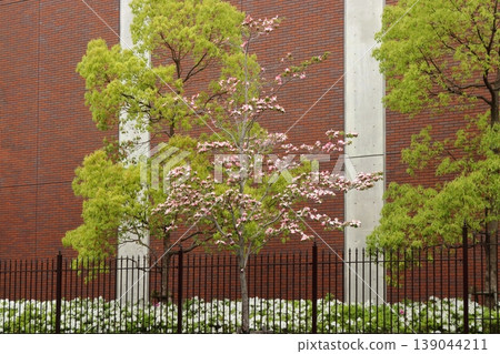 山茱萸樹在磚牆和綠植的襯托下格外醒目。 139044211