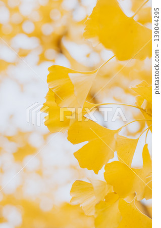 Ginkgo biloba branch with yellow leaves in a autumn garden. Selective focus. 139044295