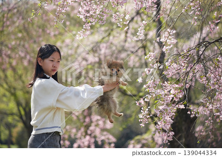 春天,一位國中女生帶著她可愛的博美犬,在櫻花盛開的公園裡欣賞櫻花。 春天,一位國中女生帶著她可愛的博美犬,在櫻花盛開的公園裡欣賞櫻花。 139044334