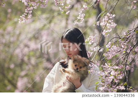 春天，一位國中女生帶著她可愛的博美犬，在櫻花盛開的公園裡欣賞櫻花。 139044336