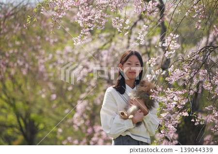 A middle school girl enjoying cherry blossom viewing in a park full of blooming cherry trees in spring, accompanied by her adorable Pomeranian puppy. A middle school girl enjoying cherry blossom viewing in a park full of blooming cherry trees in spring, accompanied by her adorable Pomeranian puppy. 139044339