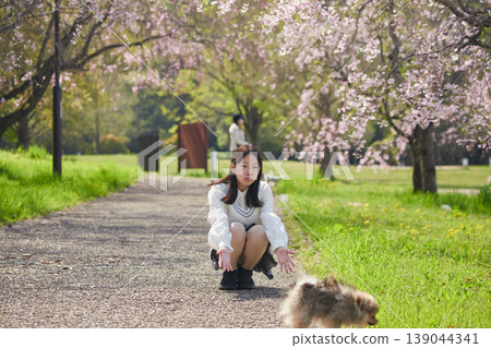春天,一位國中女生帶著她可愛的博美犬,在櫻花盛開的公園裡欣賞櫻花。 春天,一位國中女生帶著她可愛的博美犬,在櫻花盛開的公園裡欣賞櫻花。 139044341