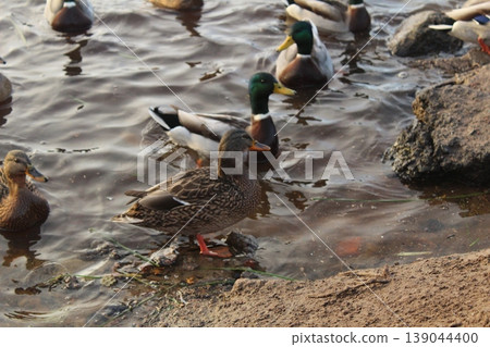 A duck and a drake walk along the shore of the lake next to a flock of ducks. Migratory birds A duck and a drake walk along the shore of the lake next to a flock of ducks. Migratory birds 139044400