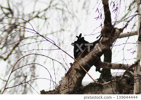 Crooked tree trunk close-up. black bird 139044444