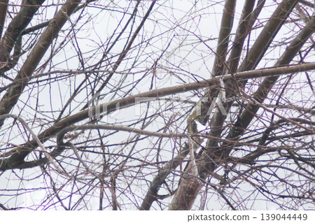snow-covered tree branches. winter snow snow-covered tree branches. winter snow 139044449