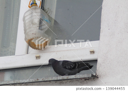 feeding birds. Pigeon near the feeder 139044455