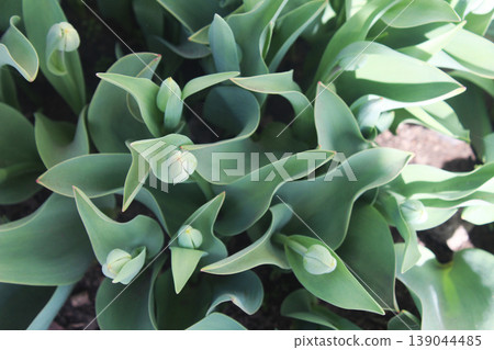 green tulip before blooming. Early Spring Theme green tulip before blooming. Early Spring Theme 139044485