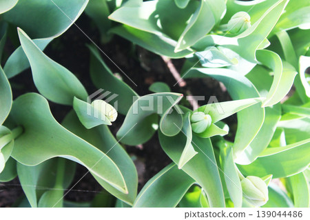 Green tulip close-up. Spring Theme Green tulip close-up. Spring Theme 139044486