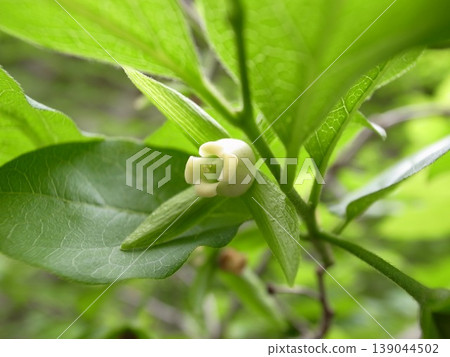 柿子老花 柿子老花 139044502