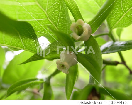柿子老花 柿子老花 139044503
