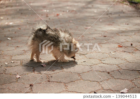 一隻可愛的博美幼犬在春天的公園裡快樂地玩耍。 一隻可愛的博美幼犬在春天的公園裡快樂地玩耍。 139044513