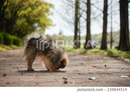 一隻可愛的博美幼犬在春天的公園裡快樂地玩耍。 一隻可愛的博美幼犬在春天的公園裡快樂地玩耍。 139044514