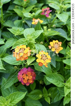 Lantana Lantana 139044535