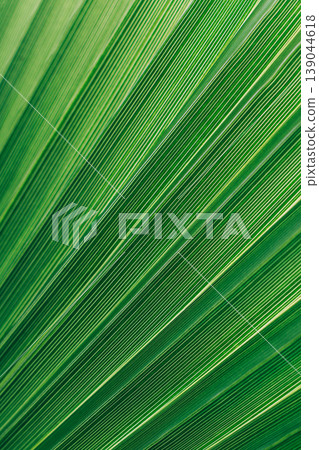 Blurred palm leaf in a sunlight. Concept green plant background. Blurred palm leaf in a sunlight. Concept green plant background. 139044618