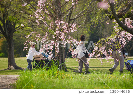 A family preparing for cherry blossom viewing in a park full of blooming cherry trees in spring. A family preparing for cherry blossom viewing in a park full of blooming cherry trees in spring. 139044626