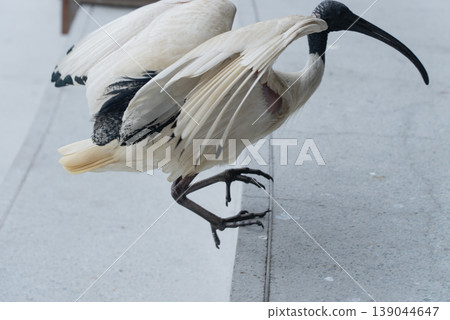Australian White Ibis 03 from Sydney Australian White Ibis 03 from Sydney 139044647