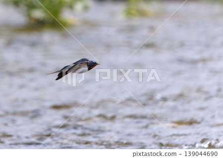 Swallows flying over the water's surface Swallows flying over the water's surface 139044690