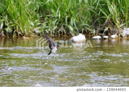 Swallow flying out of the water Swallow flying out of the water 139044693
