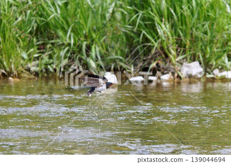燕子飛出水面 燕子飛出水面 139044694