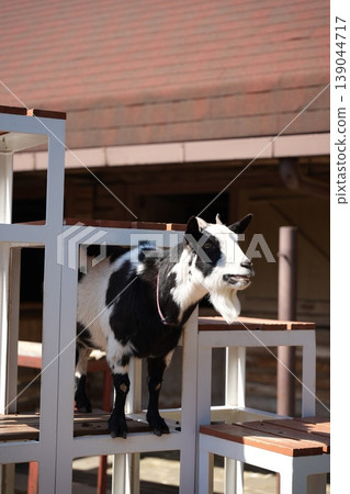一隻黑白相間的山羊站在寵物動物園的籠子旁。 一隻黑白相間的山羊站在寵物動物園的籠子旁。 139044717