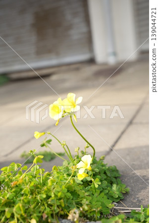 Yellow oxalis, a small sign of spring blooming on the asphalt. Yellow oxalis, a small sign of spring blooming on the asphalt. 139044721