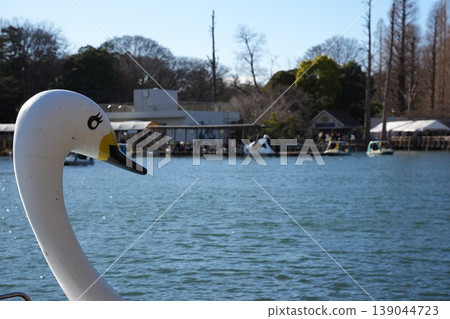Swan boat head; swan face against a backdrop of a pond and boathouse. Swan boat head; swan face against a backdrop of a pond and boathouse. 139044723