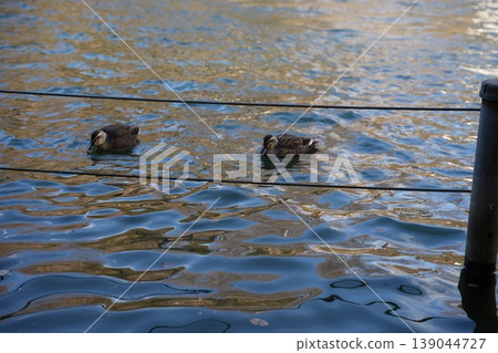 Ducks in Inokashira Pond: Two waterfowl huddled together on the water's surface. Ducks in Inokashira Pond: Two waterfowl huddled together on the water's surface. 139044727