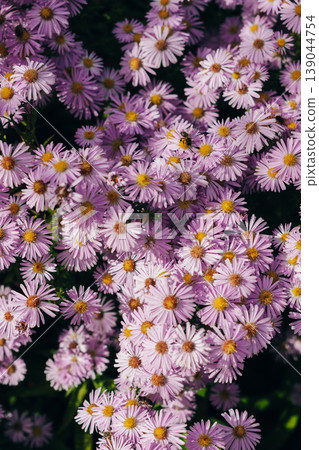 Beautiful light purple Aster flowers in a summer garden. Close up. Selective focus 139044754