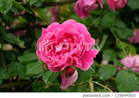 Champion of the World's vibrant pink roses Champion of the World's vibrant pink roses 139044803
