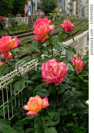 Pink roses blooming along the Sakura Tram (Toden Arakawa Line) after the rain; a Tokyo scene with multiple flowers lined up. 139044868
