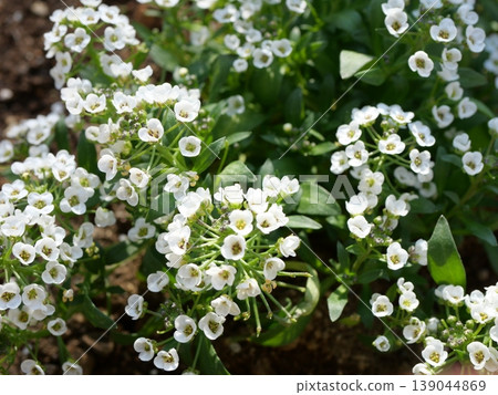 Small white sweet alyssum flowers Small white sweet alyssum flowers 139044869