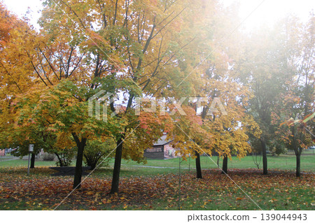 trees in the park in autumn. Autumn landscape 139044943
