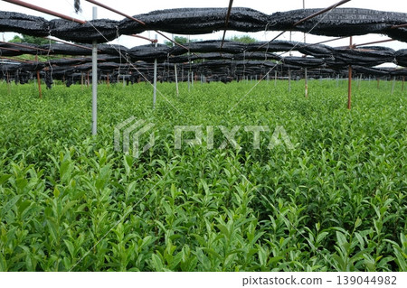 Tea plantations and covered cultivation in Yawata City 139044982