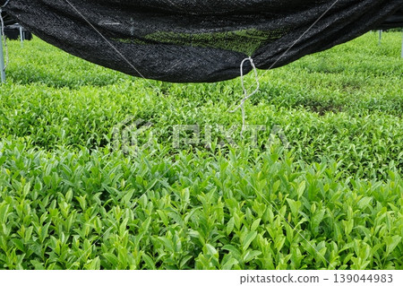 Tea plantations and covered cultivation in Yawata City 139044983