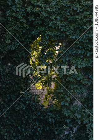 Old stone wall entwined with green wild grapes Virginia creeper. Old stone wall entwined with green wild grapes Virginia creeper. 139044995