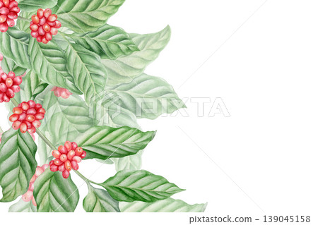 Watercolor coffee branch side border with red berries and green leaves. Vertical botanical frame for cafe menu design, organic coffee packaging, shop branding and harvest festival promotion. Isolated Watercolor coffee branch side border with red berries and green leaves. Vertical botanical frame for cafe menu design, organic coffee packaging, shop branding and harvest festival promotion. Isolated 139045158
