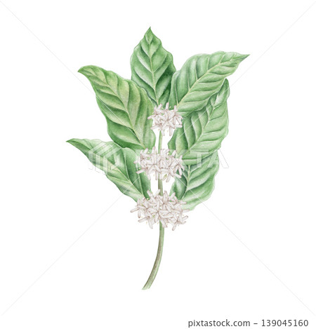 Watercolor coffee branch with white flowers illustration isolated on white. Lush green leaves of arabica for floral branding design. Hand drawn botanical clipart for organic packaging, cafe menu. 139045160
