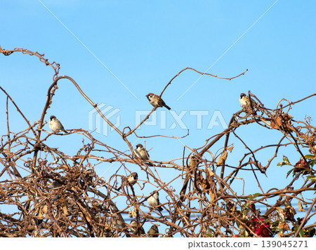Sparrow that fits in branches Sparrow that fits in branches 139045271